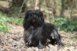 PETIT CHIEN LION 302